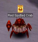 Red Spotted Crab